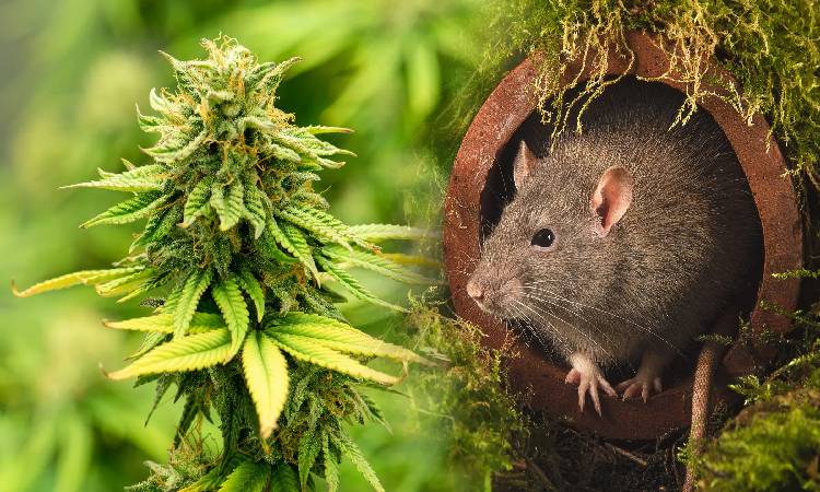 জব্দ ৯ কেজি গাঁজা ইঁদুর খেয়ে ফেলেছে , দাবি পুলিশের আলামত নষ্ট