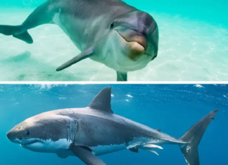 শান্ত স্বভাবের ডলফিন কীভাবে হাঙ্গরকে ঘায়েল করে? শান্ত স্বভাবের ডলফিন